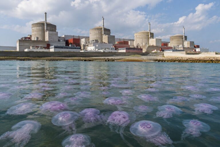 Jellyfish Force Partial Shutdown at France’s Gravelines Nuclear Power Plant